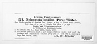 Melampsoridium betulinum image